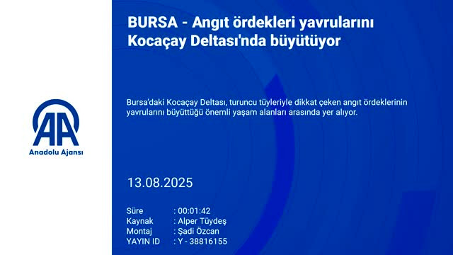 Bursa'da ailece yaşayan ördekler görenleri şaşırttı