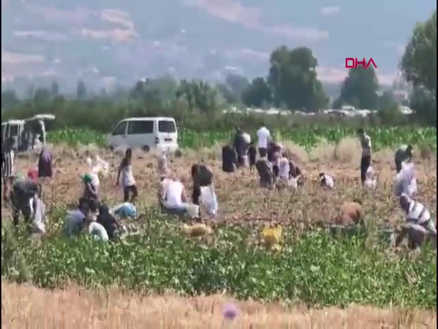 Çuval çuval doldurdular! Bursa'da satamadı bedavaya dağıttı
