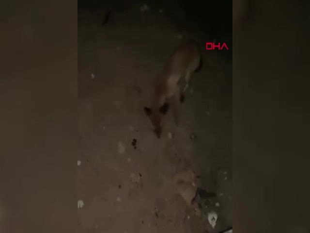 Bursa yollarında sürpriz misafir!