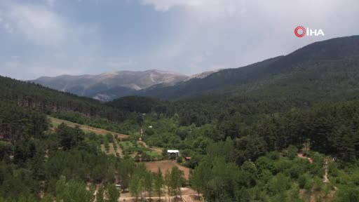 Bursa'da yok olma tehlikesi yaşıyor!