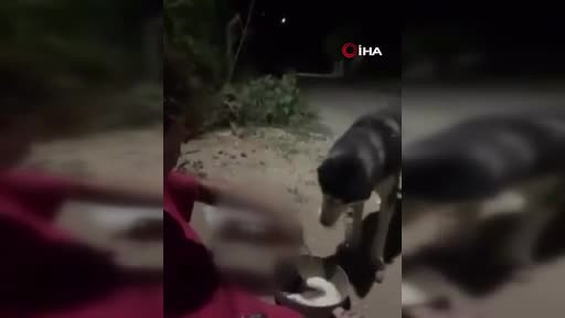 Ankara'da bir kişi köpeğine alkol içirdi