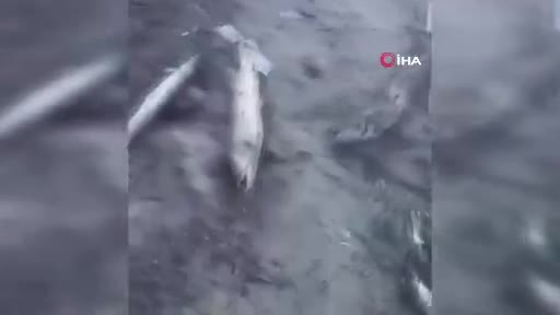 Bursa'da kuraklığı gözler önüne seren görüntüler...