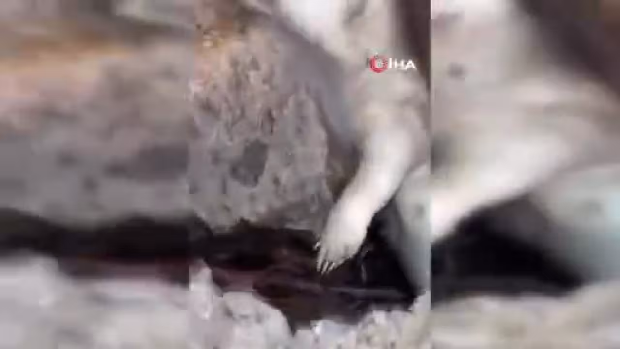 Sosyal medya bu görüntüyü konuştu! Gerçek so...
