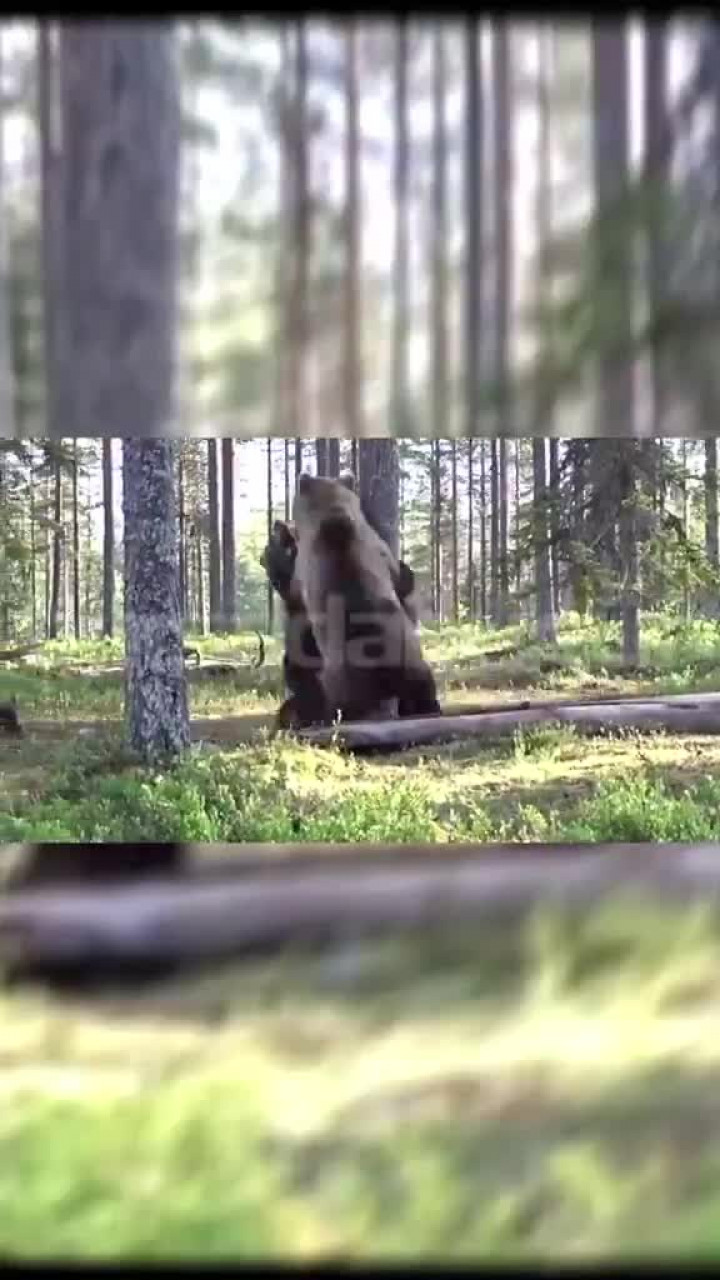 Bursa'da koca dağ dar geldi! Ayıların hakimiyet mücadelesi kamerada...