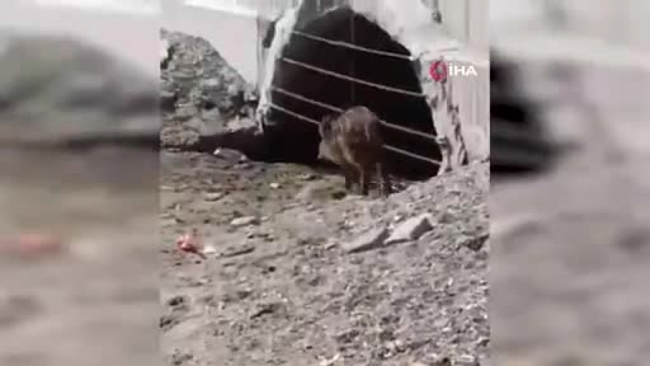 Mudanya sahilinde akılalmaz görüntüler: Dalga sesleri arasında herkesi şoke eden misafir
