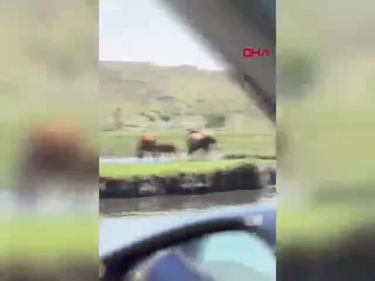 Yürekleri ağza getiren anlar! Suya düşen tay için canını hiçe saydı