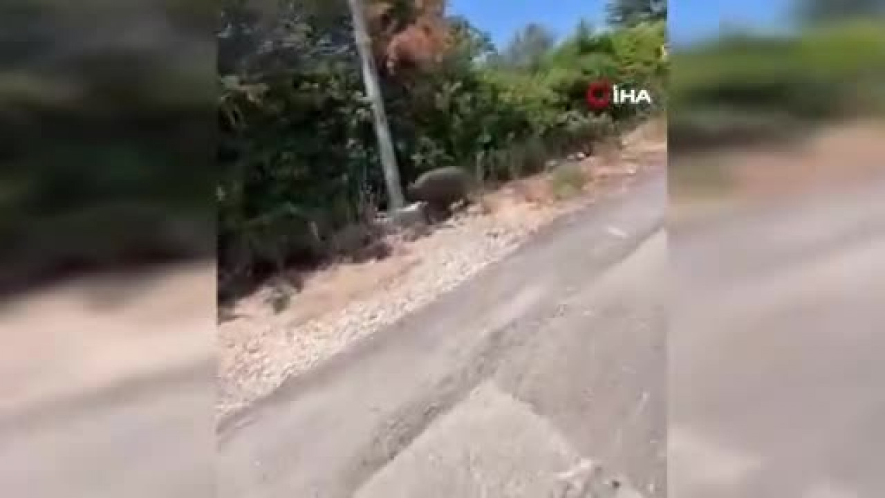 Bursa'da gündüz vakti şaşkına çeviren anlar! Şehir merkezine indiler