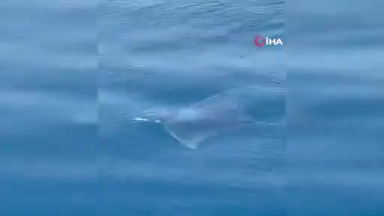 Çanakkale açıklarında nadir görüntü! Dev manta vatozu kameralara böyle yansıdı
