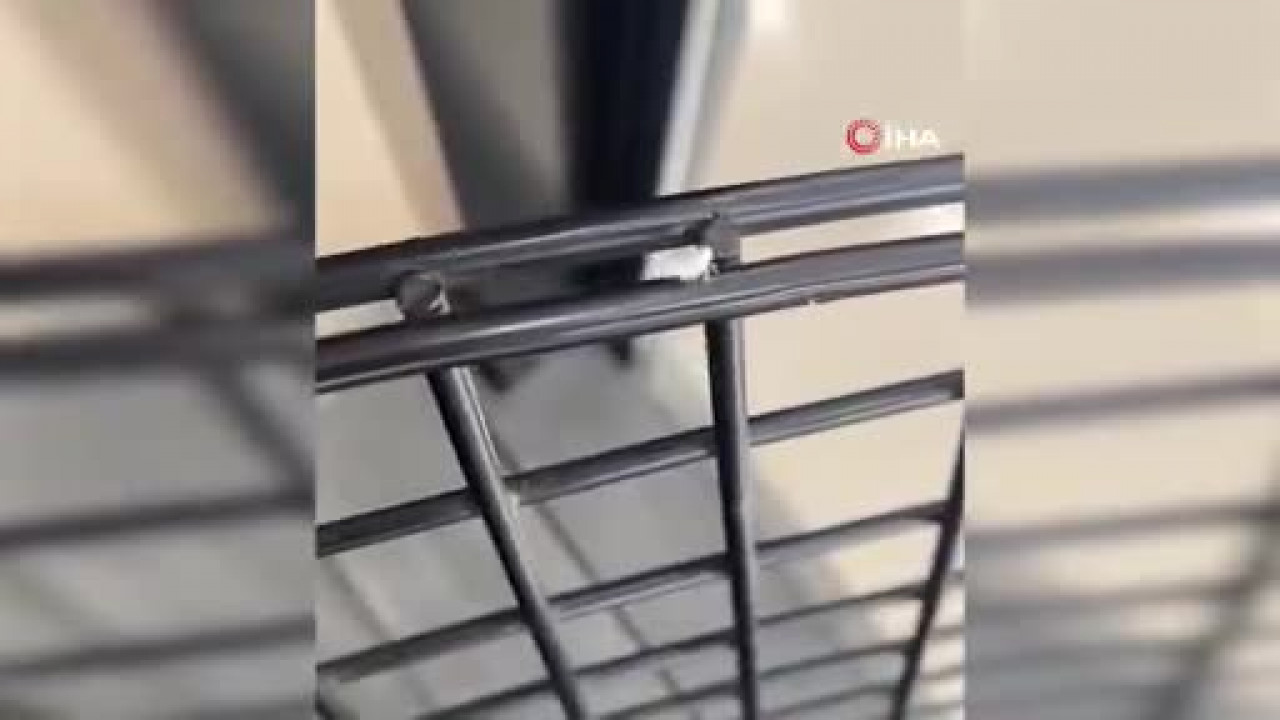 Bursa'da nadir görülen böcek görüntülendi! İlginç görünümü dikkat çekti