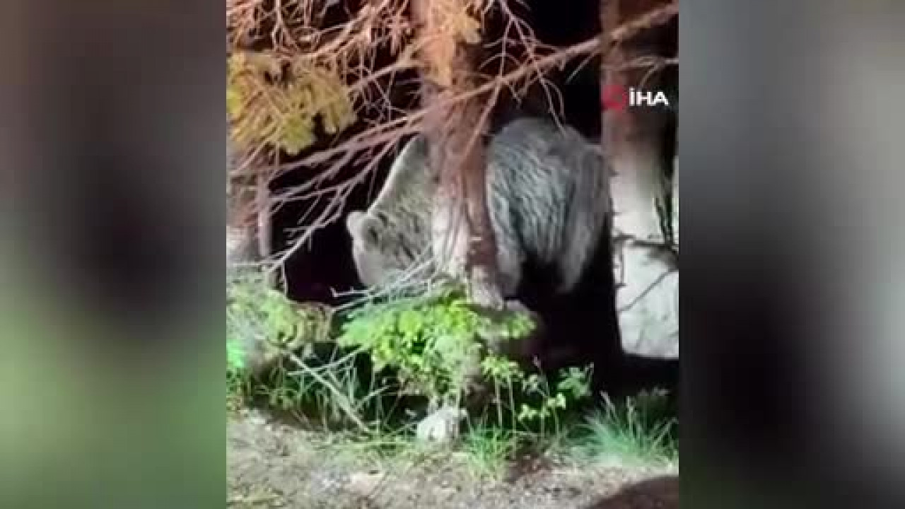 Bursa'da korku dolu anlar: Dev ayı yerleşim bölgesine indi