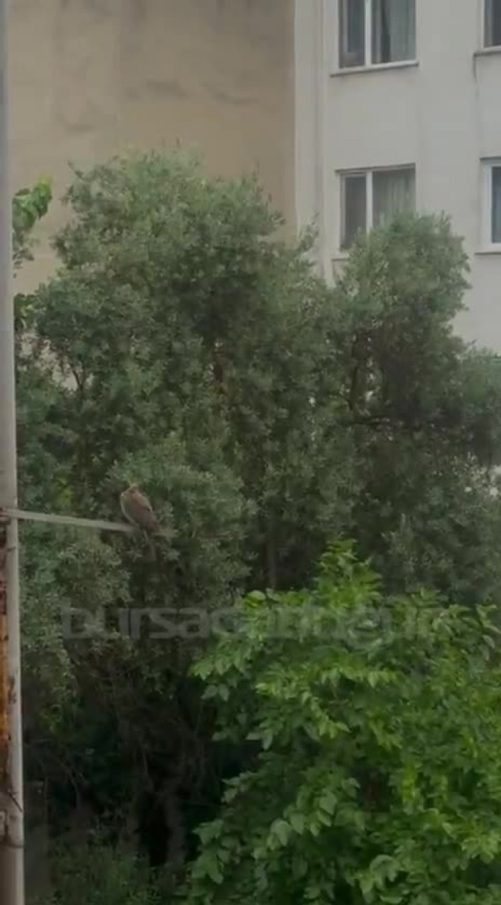 Bursa'da gökyüzü bir anda karardı! 'Squall Line' kente ulaştı