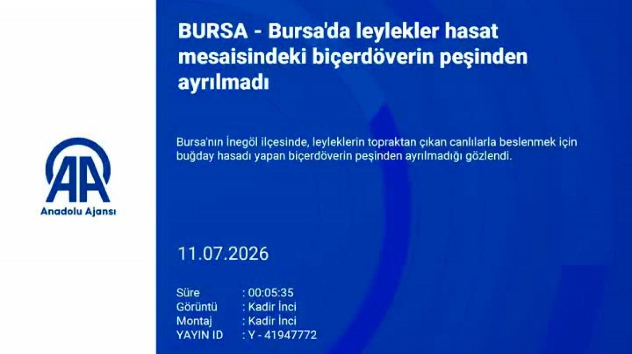 Bursa'da leylekler hasat mesaisindeki biçerdöverin peşinden ayrılmadı