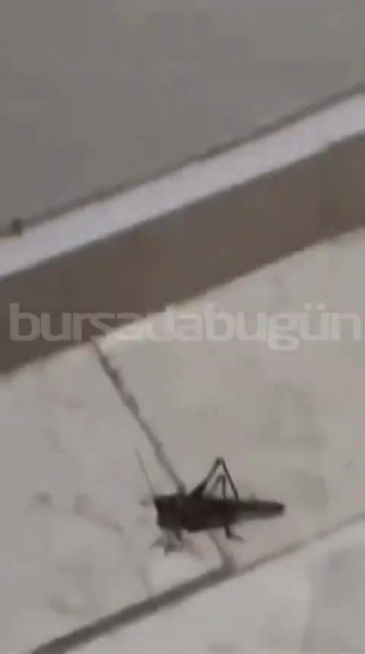 Bursa'da dev çekirge paniği! Balkonlara ve evlerin çevresine kadar geldiler