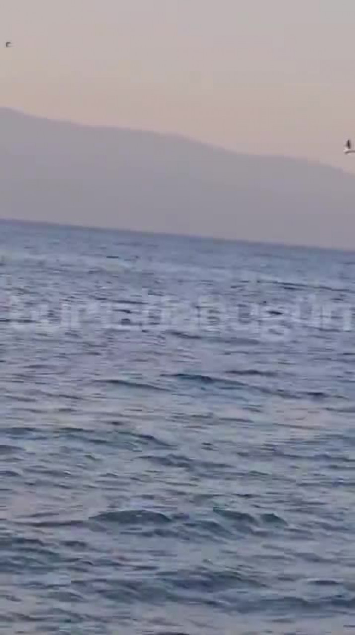 Mudanya Altıntaş Sahili'nde yunus sürprizi...