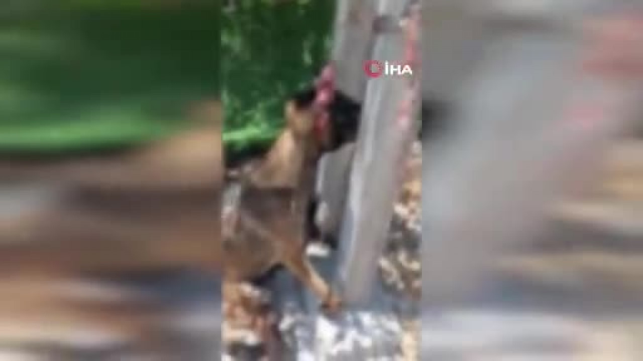 Hatay'da sahipli Belçika kurdu elektrik direğinde ölü bulundu: Hayvanseverlerden sert tepki