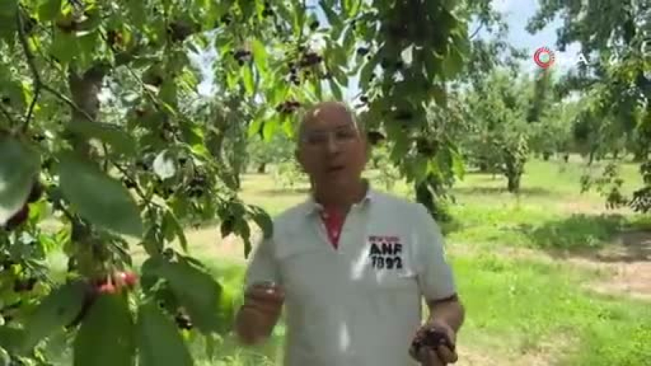 Bursa'da yetişiyor, dünyaya satılıyor! Talep her geçen gün artıyor...