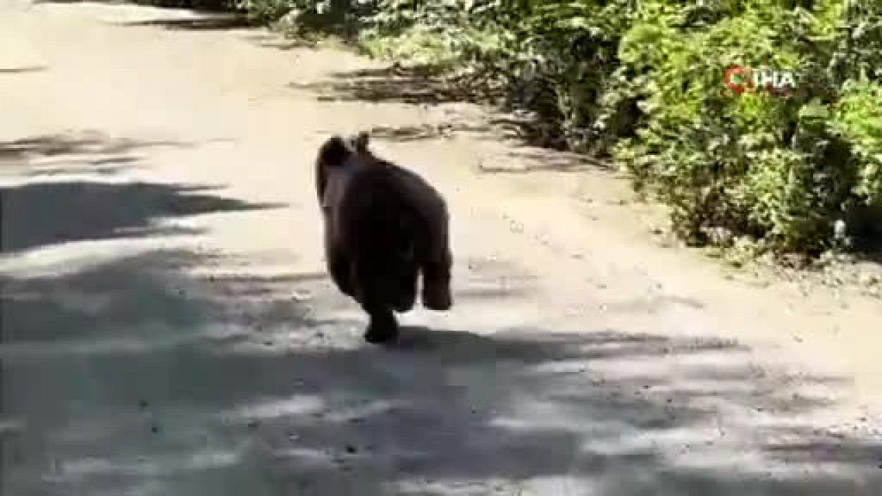 Bolu'da aracın önünde koşan ayı kameraya yansıdı