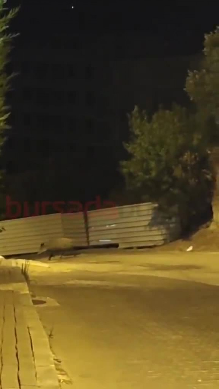 Bursa'da gecenin en ürkütücü görüntüsü! Tam 26 tane birden görüldü...