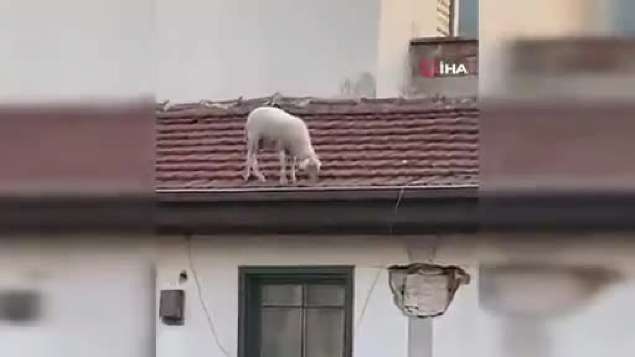 Kahvehanedekiler oyunu bıraktı! Bursa'da gören telefona sarıldı