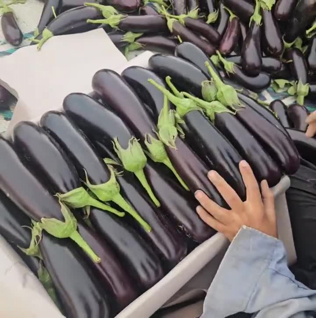 Üreticinin kazanamadığı ürün markette pahalıya satılıyor! Fiyat farkı şaşırttı...