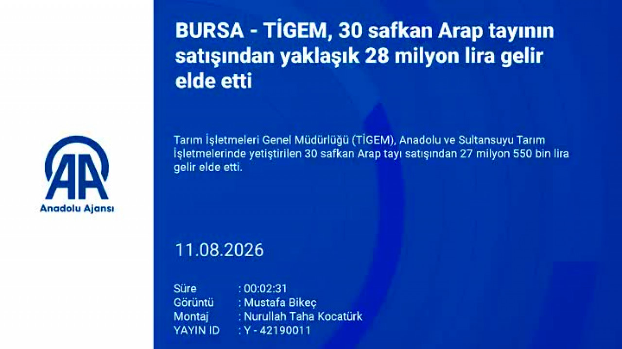 Karacabey'de Arap tayları için büyük ihale: 27,5 milyon liralık satış