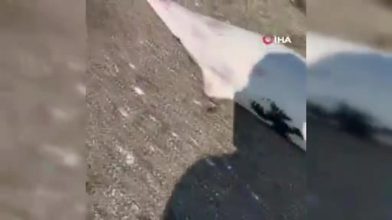 Bursa'da görenlerin içini sızlatan olay! Ölü şekilde kıyıya vurdular