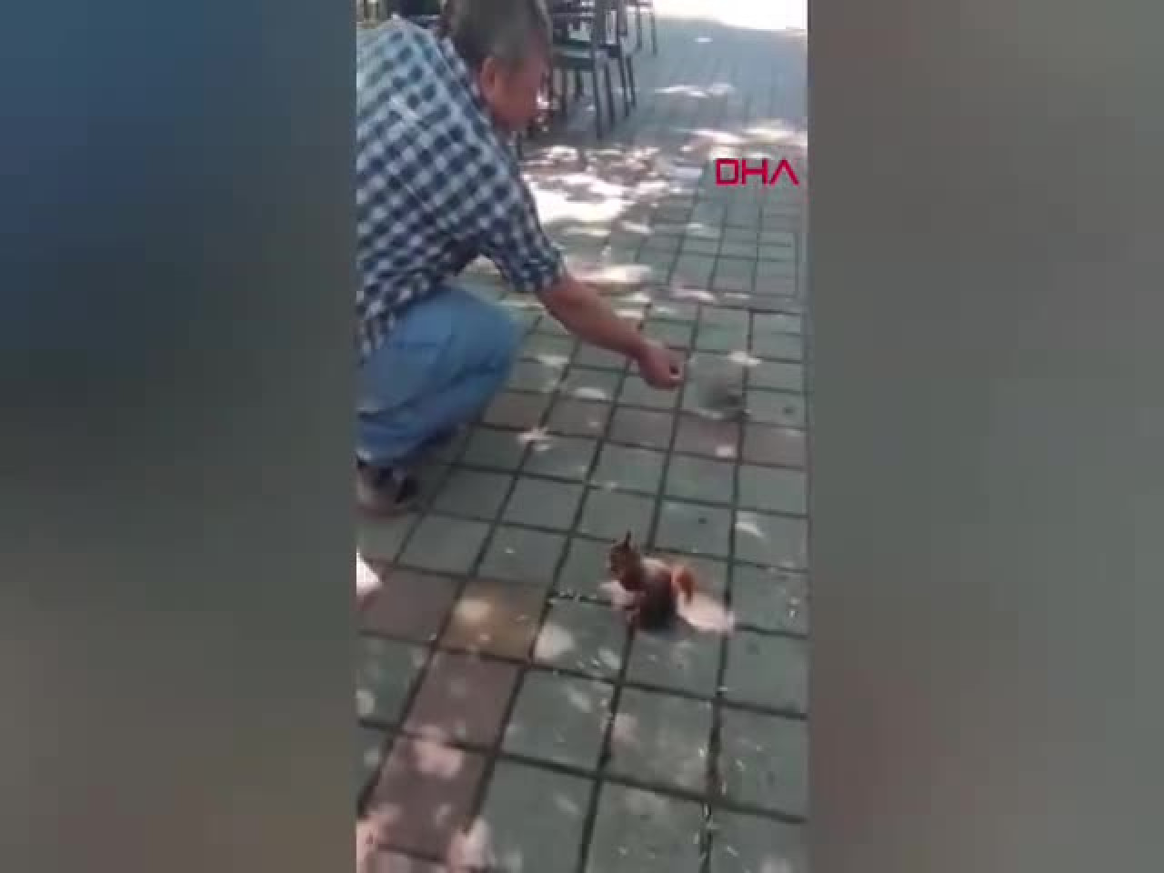 Bursa'da çay bahçesinde yanına gelen sincap ve kumruyu çekirdekle besledi!