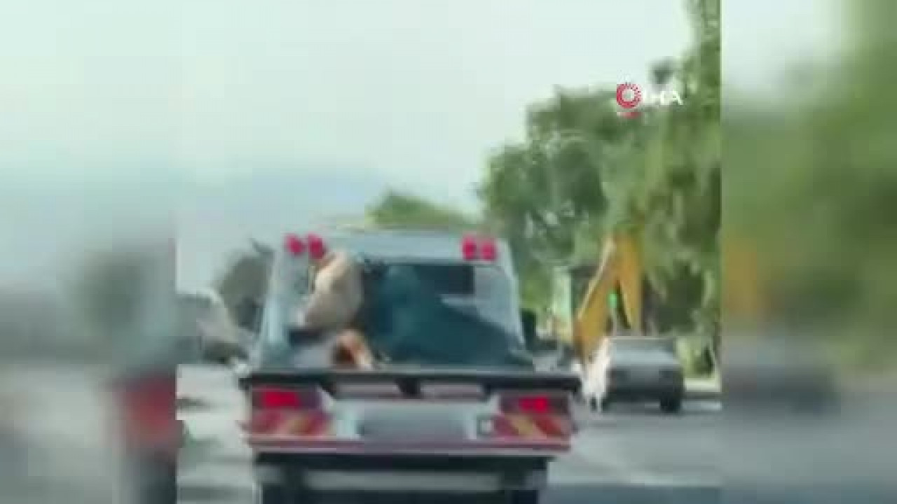Gören cep telefonuna sarıldı! Çekici bu kez araç değil, öyle bir şey taşıdı ki...