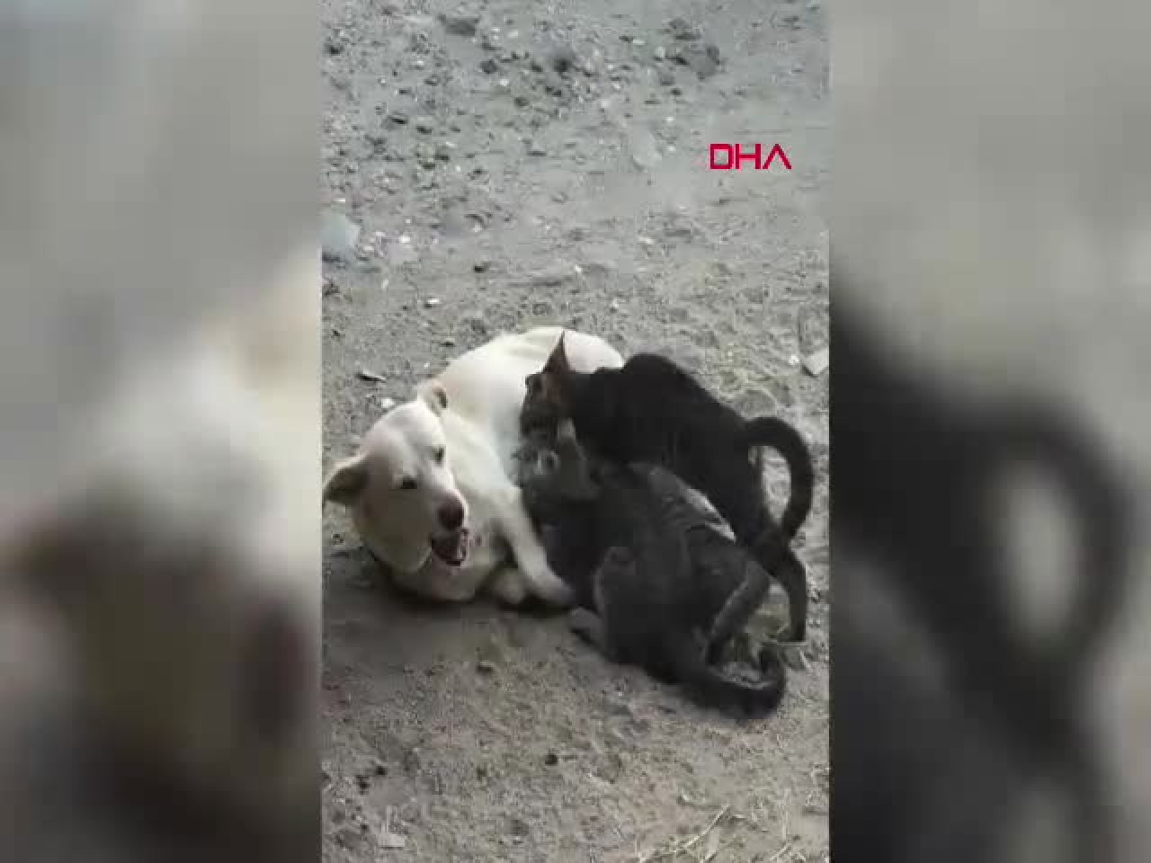 Görenler şaşkına döndü: Köpek, yavru kedileri emzirdi