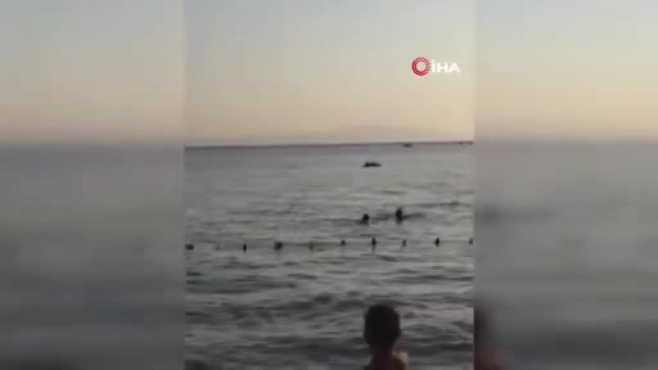 Bursa sahilinde sevimli misafirler! Yunuslar böyle görüntülendi...