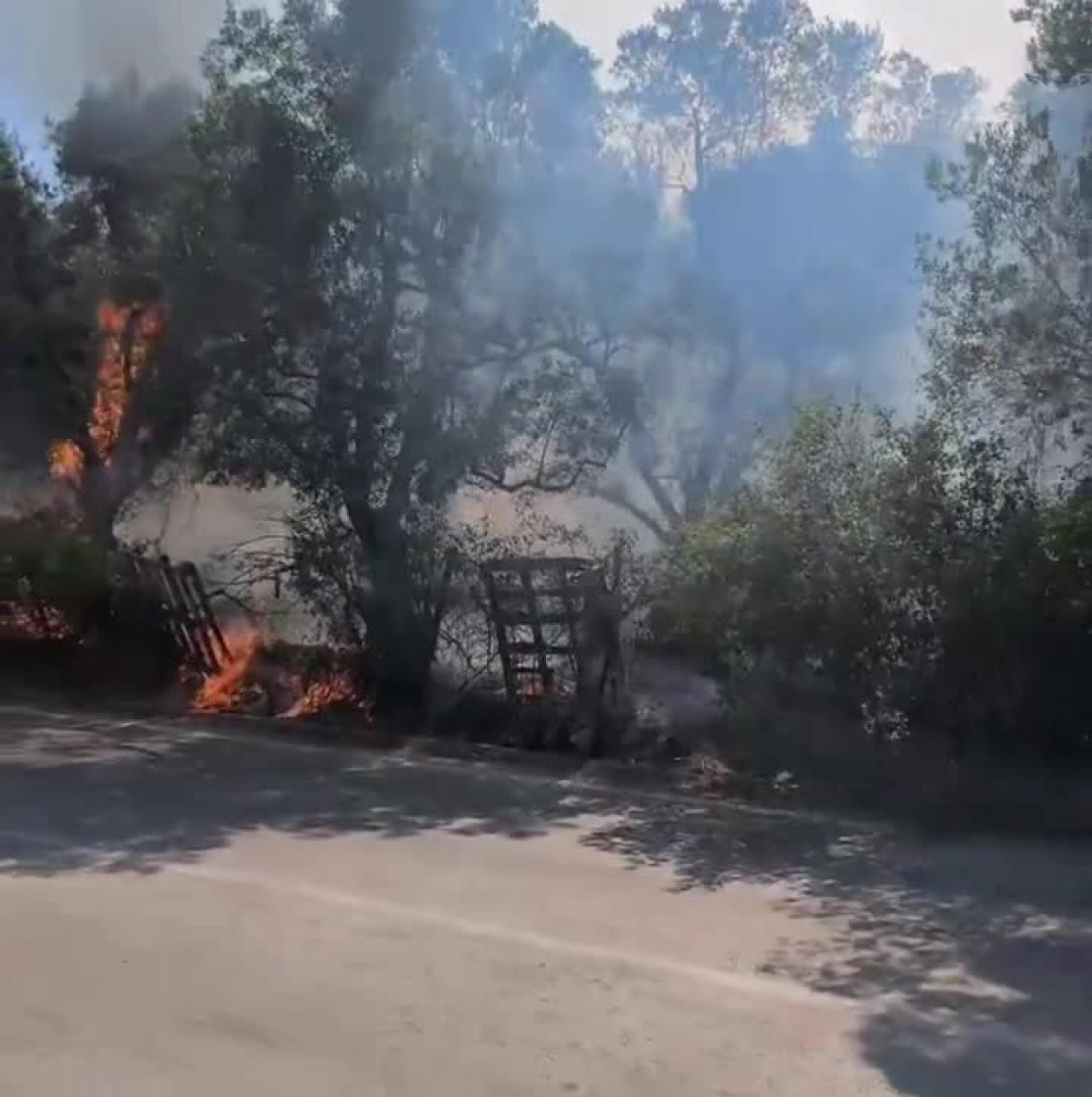 Bursa'da yangının adresi bu sefer zeytinlik!