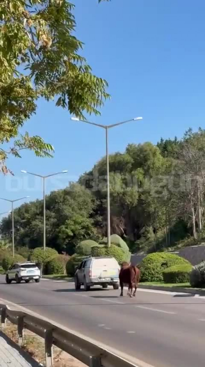 Bursa'da kaçan danaya kepçeli müdahale: Telef oldu...