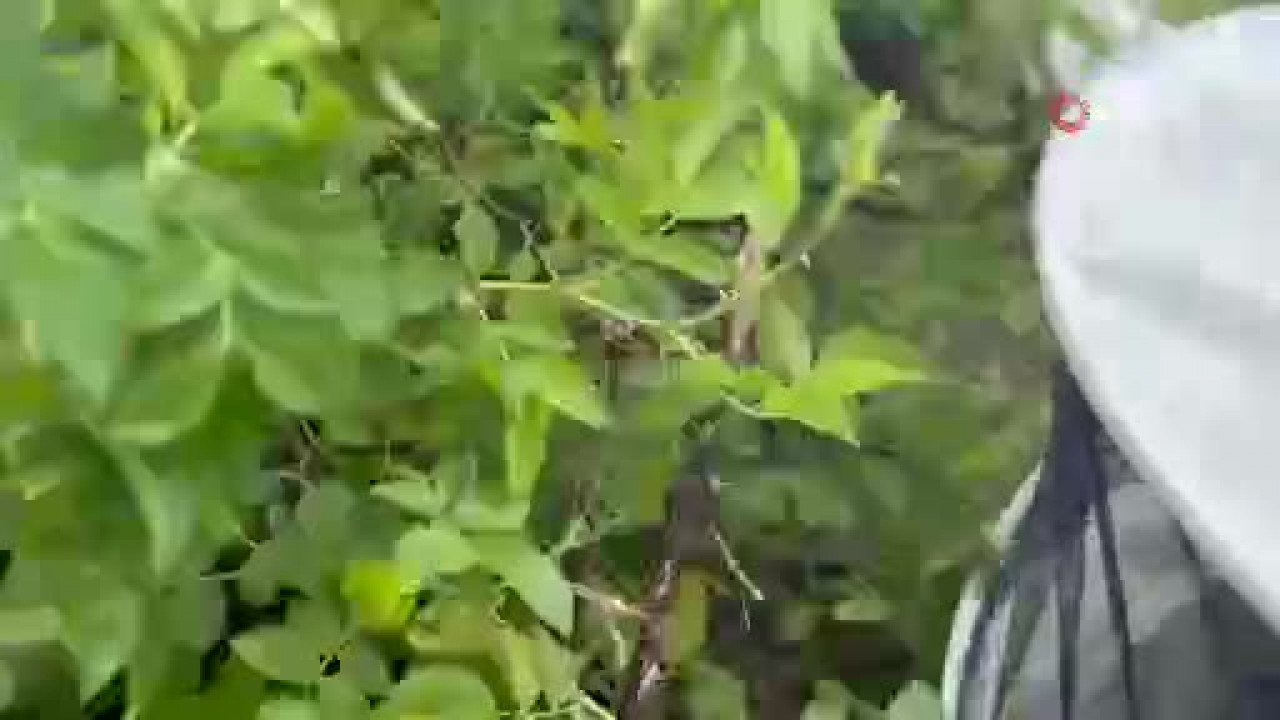 Görenler şaşkına döndü! Binlerce arı çalılığı böyle kapladı