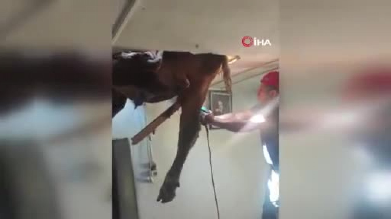 Evde uyuyanlar gözlerine inanamadı: Çatıdan boğa çıktı