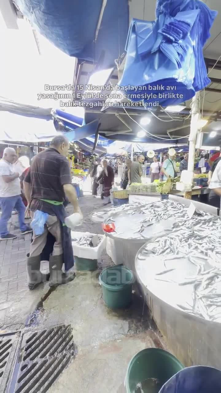 Bursa'da balık tezgahları yeniden doldu! En tercih edilen...