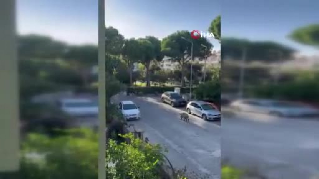 Domuz sürüsü mahalleye indi, kafalarına göre dolaştılar...