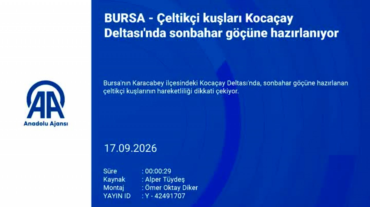 Bursa'da sonbahar göçü öncesi çeltikçi kuşlarının hareketliliği dikkat çekti