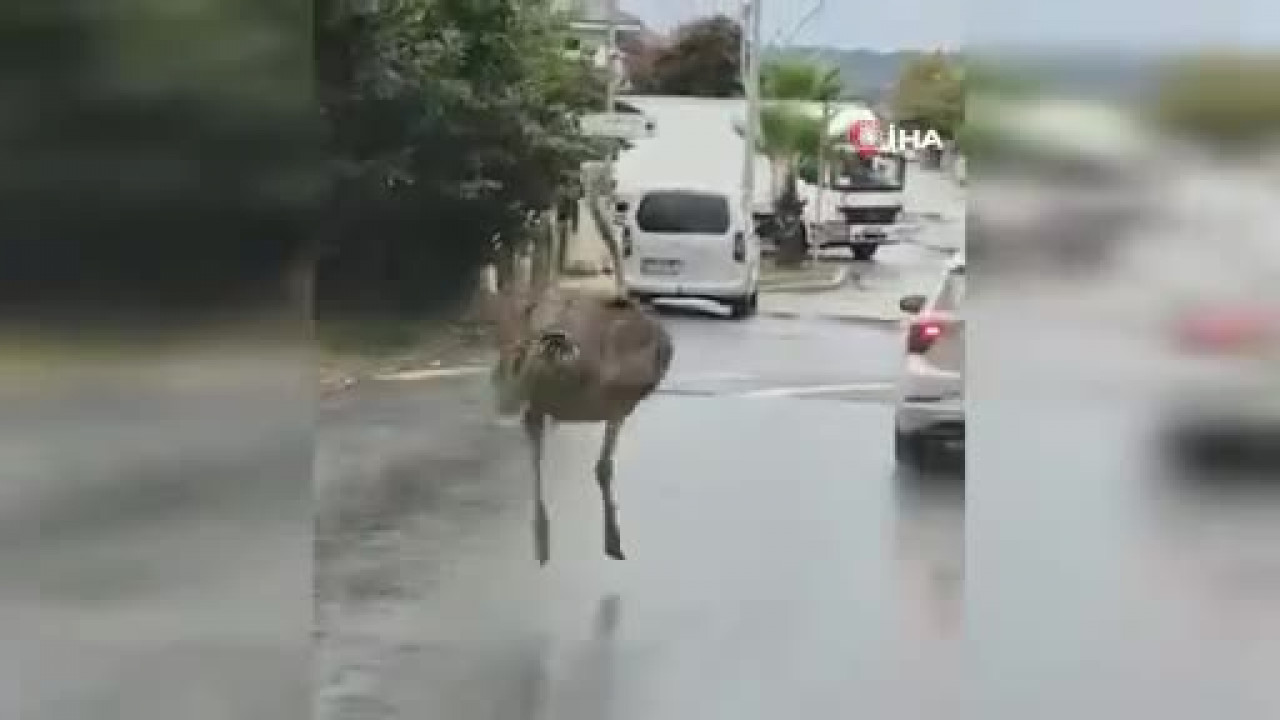 Deve kuşu evden kaçtı! İşte kaçtığı görüntüler