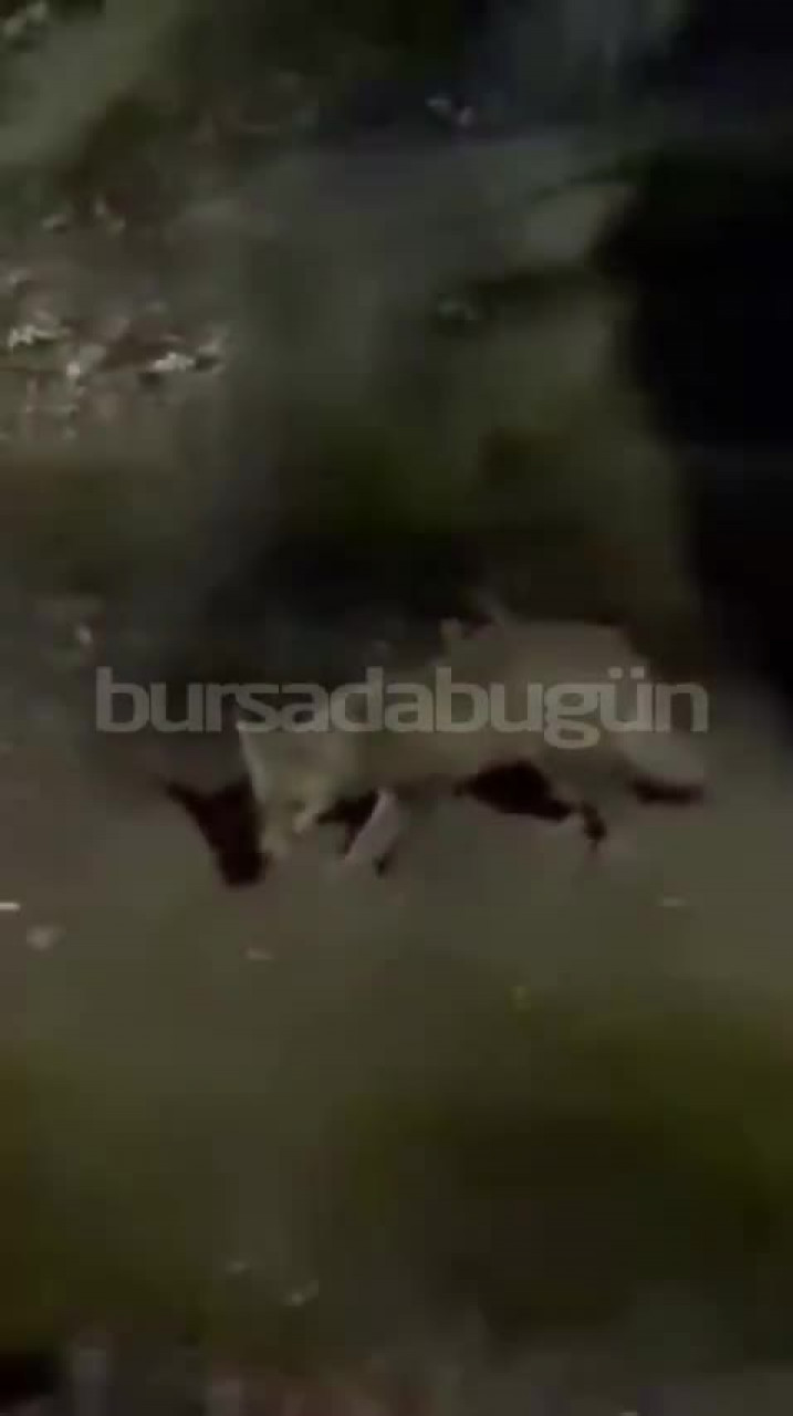 Bursa'da mangal alanında sürpriz misafir: Tilki böyle görüntülendi