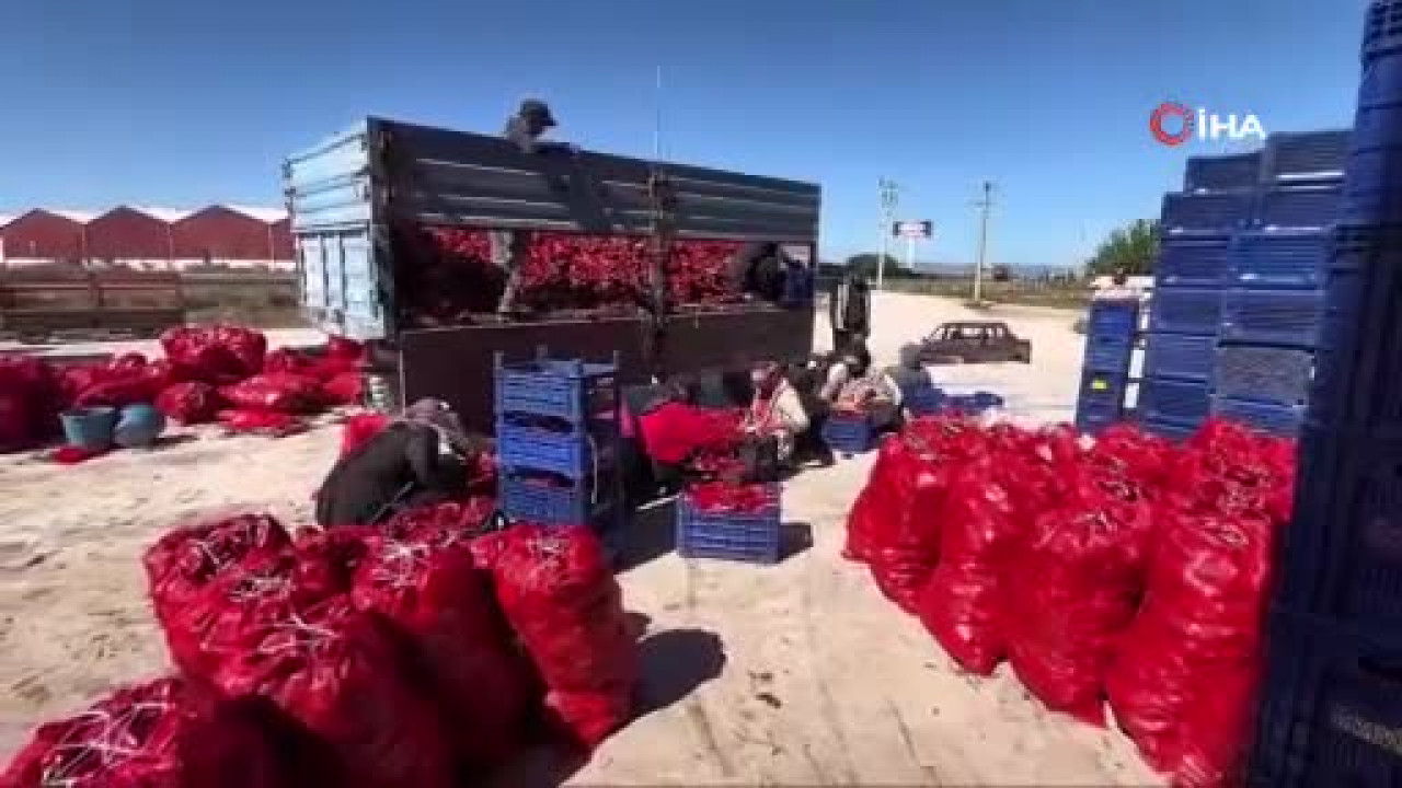 Bursa'da tarladan çıkan biberin fiyatı şaşırttı!
