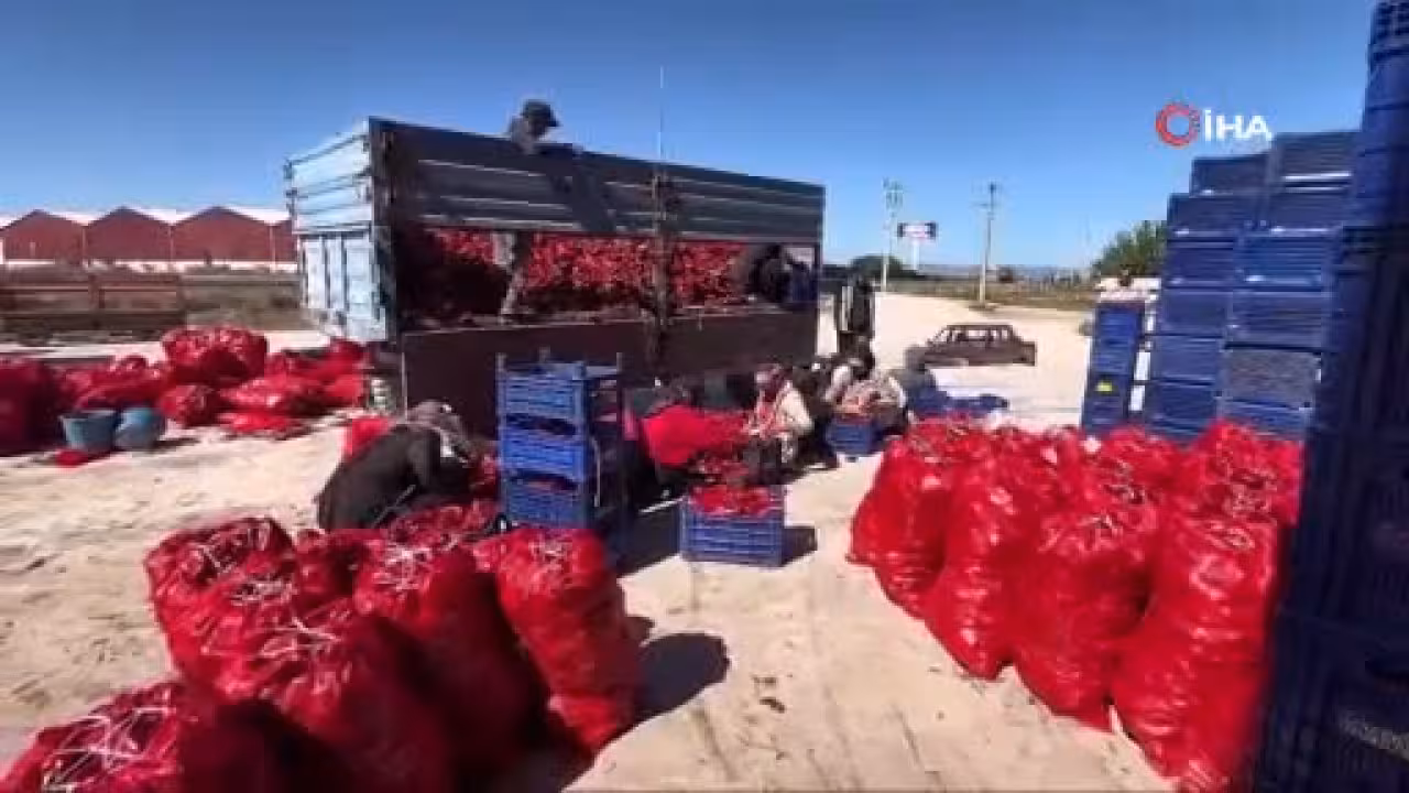 Bursa'da tarladan çıkan biberin fiyatı şaşır...