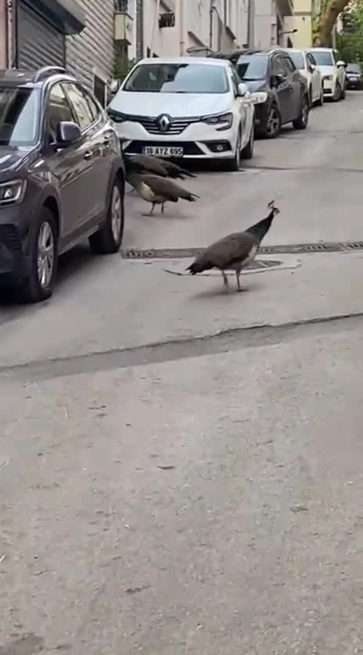 Bursa'da sokakta tavus kuşu şaşkınlığı! Dört kuş bir anda ortaya çıktı