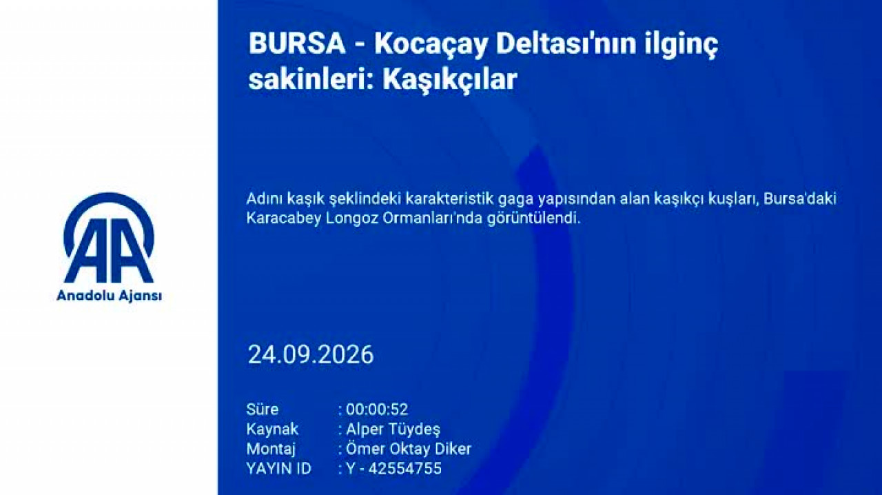 Bursa'da doğanın nadir misafirleri görüntülendi!