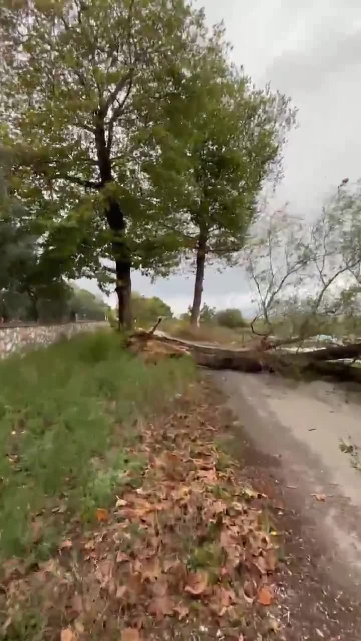 Bursa'da fırtına nedeniyle ağaç devrildi! Yol kapandı