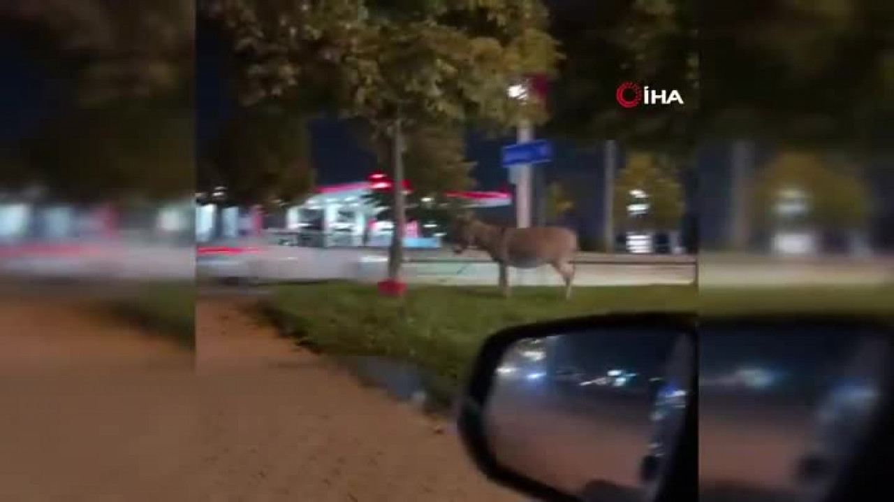 Bursa'da ilginç görüntü! Eşeğini ağaca bağlayıp gitti...