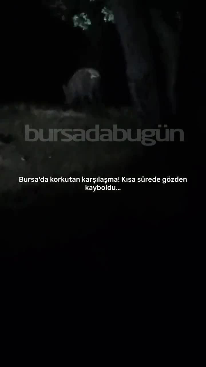 Bursa'da korkutan karşılaşma! Kısa sürede gözden kayboldu...