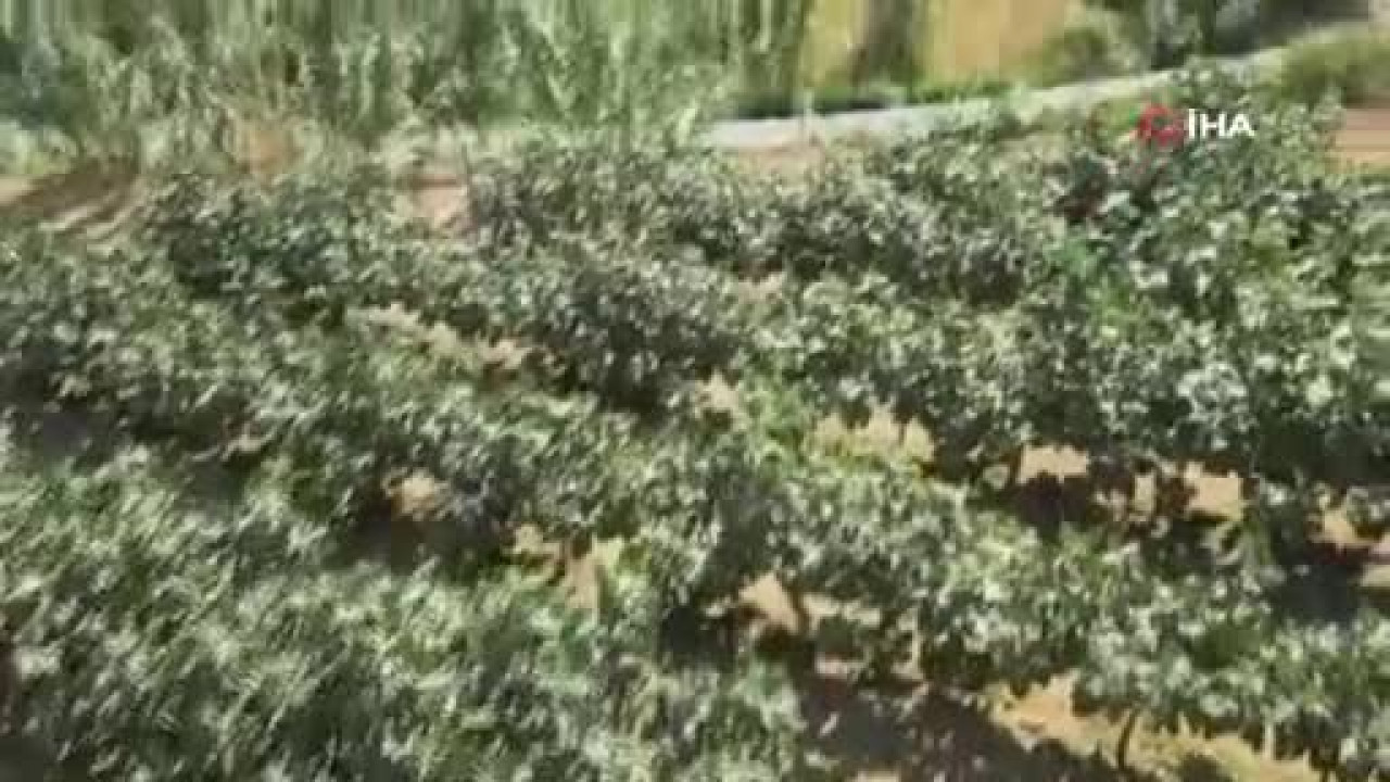 Bursa'dan aldığı ilhamı bahçesine taşıdı! Sonuç yüzünü güldürdü