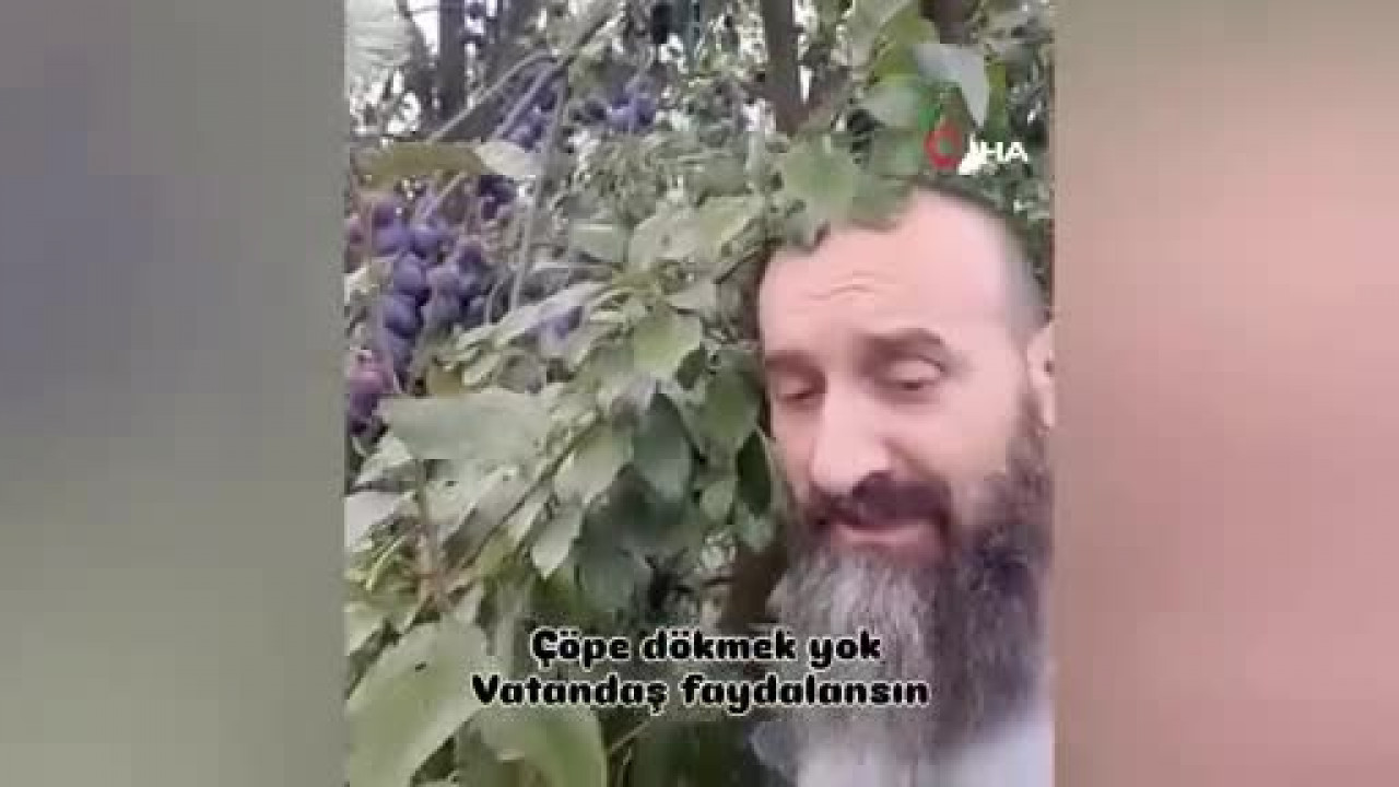 Bursa'da tarlası erikle doldu, alıcı çıkmadı! Son çareyi bakın nasıl buldu