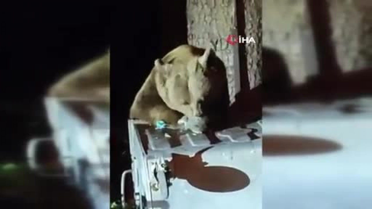 Uludağ'da ayı yerleşime indi! Sarıalan'da çöpleri karıştırdı