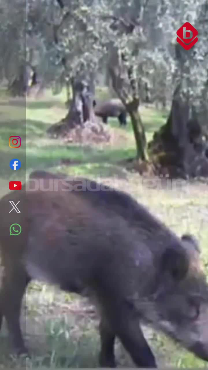 Bursa'da yaban hayatı fotokapanlara yansıdı! Domuzlar ve tilkiler zeytinliklerde